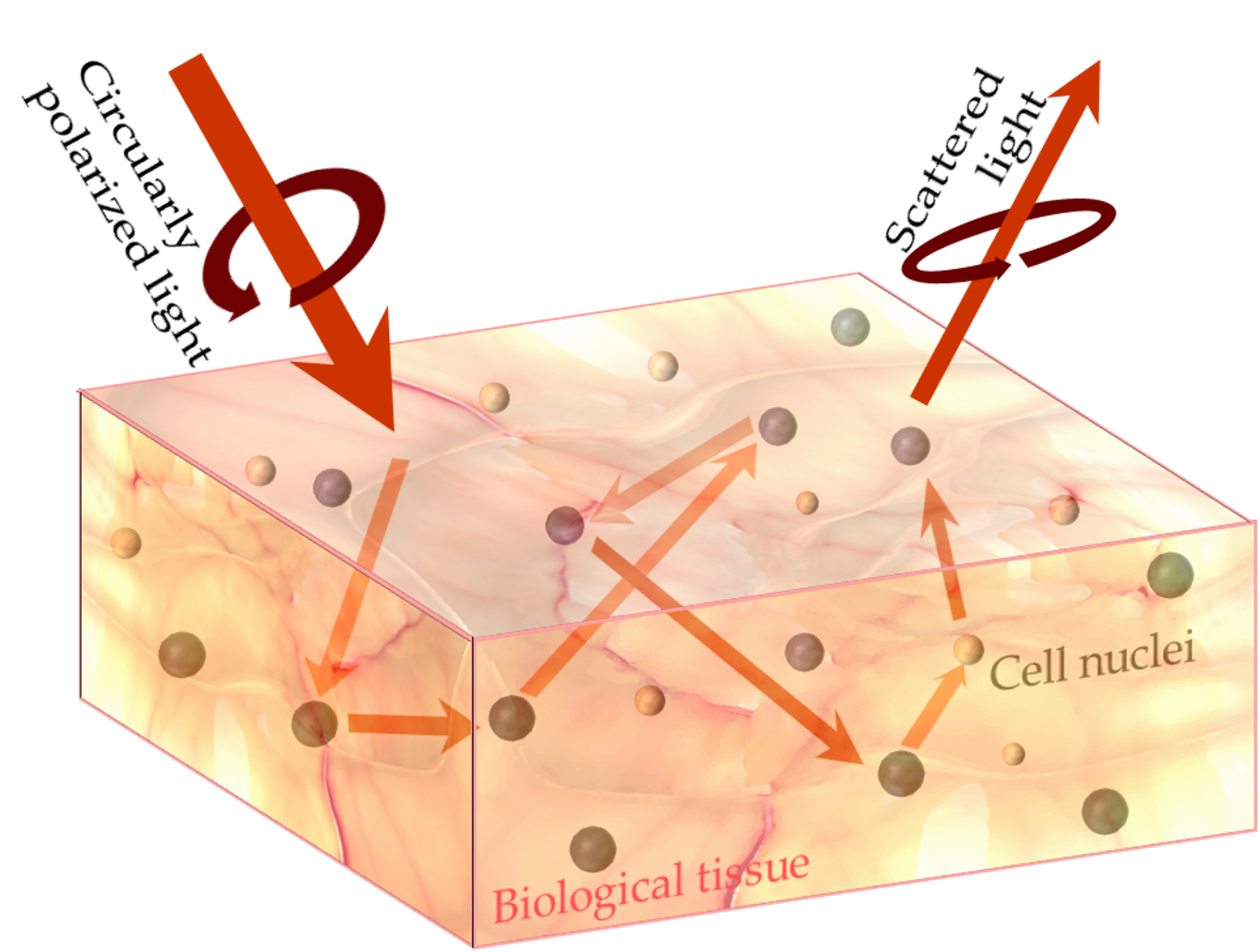 Nishizawa's Research